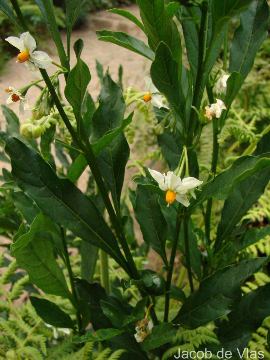 Solanum pseudocapsicum L.